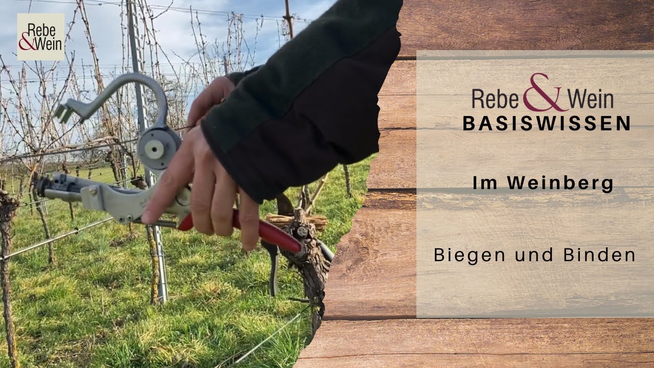 Rebe & Wein Basiswissen - Im Weinberg: Biegen und Binden