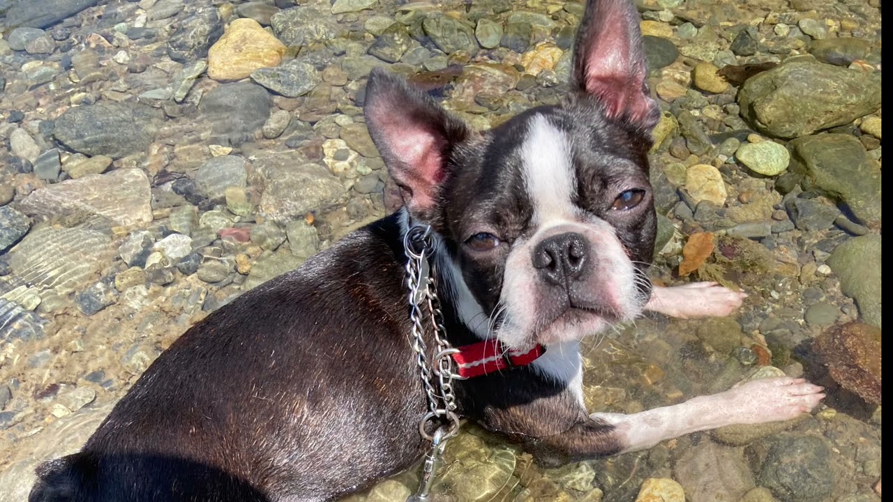 1歳頃のむさし　2020年8月〜12月