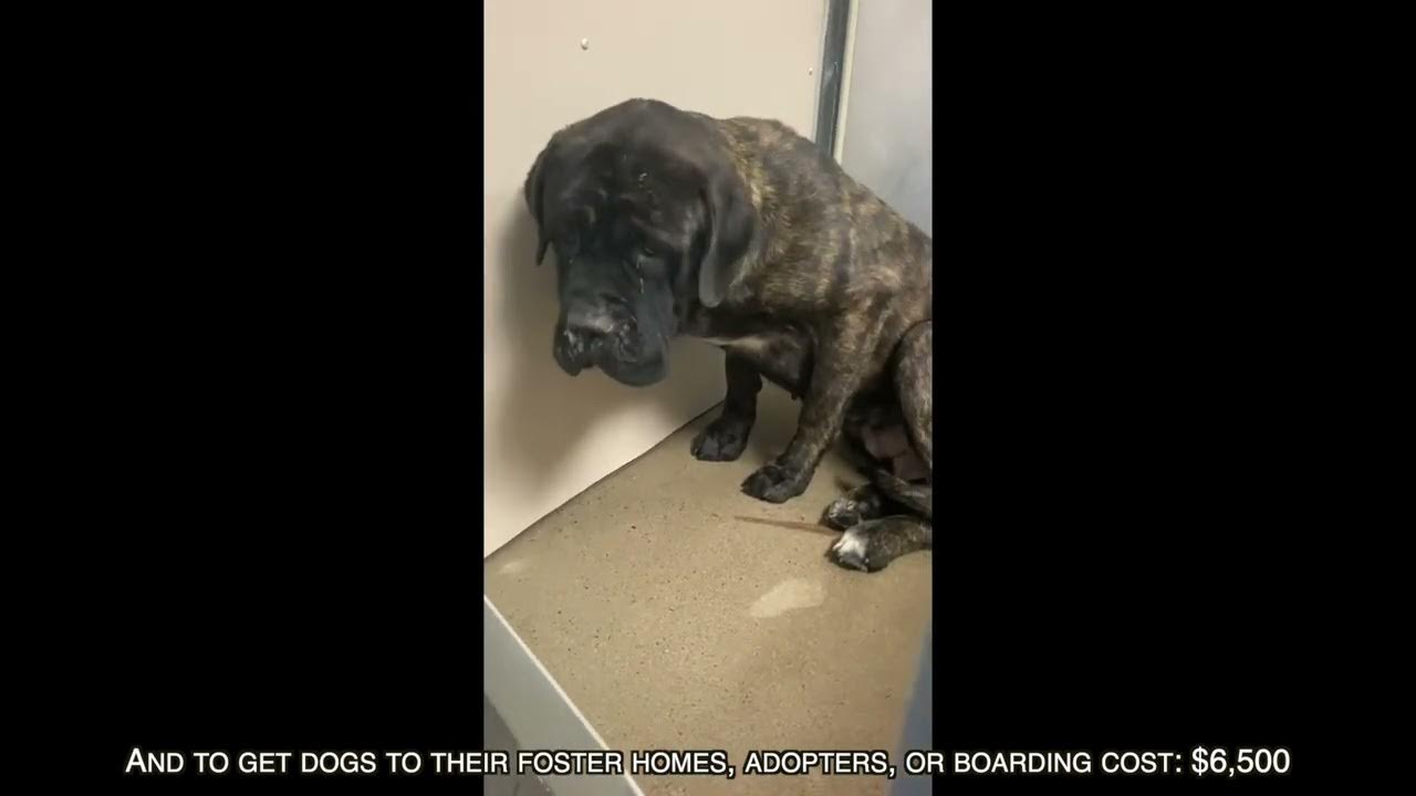 2023 Big Dogs Huge Paws YouTube