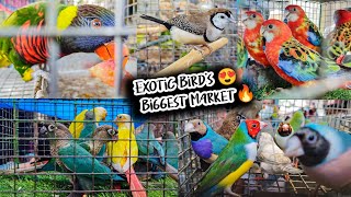 Recent Exotic Bird Price Update I Galiff Street Biggest & Cheapest Pet Market | 3rd March 2024 Visit