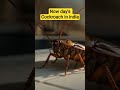 Cockroach in india #viral #trending