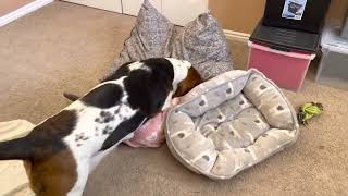 Annie Mae Fixing Her Bed by Bailey's Basset Hounds 10,627 views 1 year ago 56 seconds