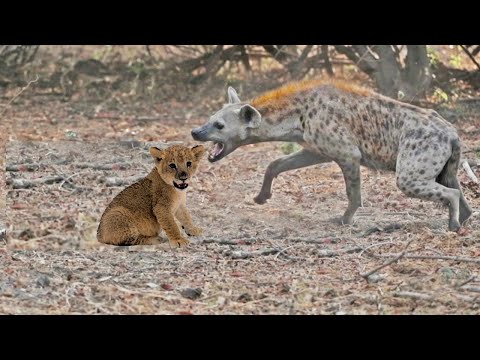 فيديو: Doghunter - من هذا؟ محاربة دوغانترز