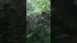 T-Rex Tram at Universal Studios #shorts #universalstudios #T-Rex #tram