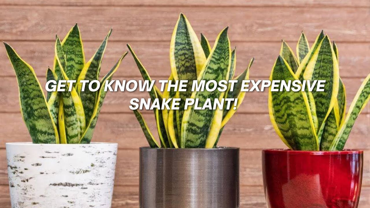 Get To Know The Most Expensive Snake Plant!