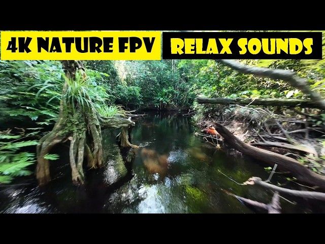 4K Flying Through the Jungle 🌿 Relaxing Drone Flight for Meditation