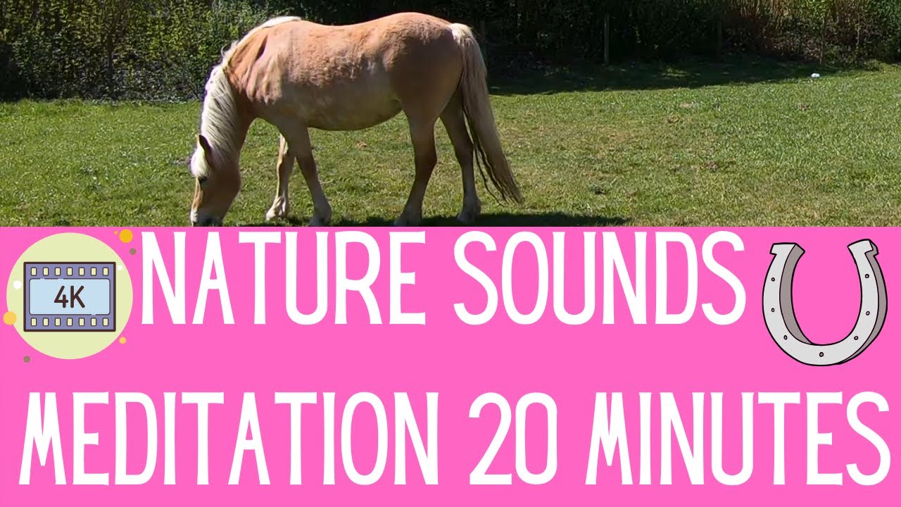 nature sounds meditation 20 minutes 🐎 🐦 relaxing horses YouTube