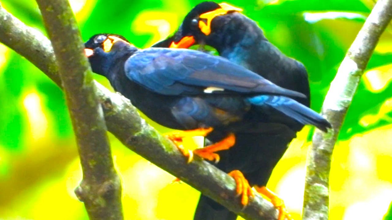 Romantic Birds Share A Secret Kiss Deep In The Jungle!