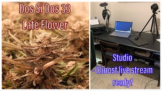 Update 2.6: Dos Si Dos 33 Late Flower, her clones Early Flower plus more!
