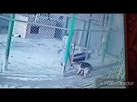 Собака против Леопарда