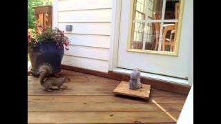 Peanut III - Man vs. Squirrel