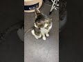 なんかちょっと座り方が変っぽいThe way you sit may be a little strange#保護 #猫 #cat #野良猫