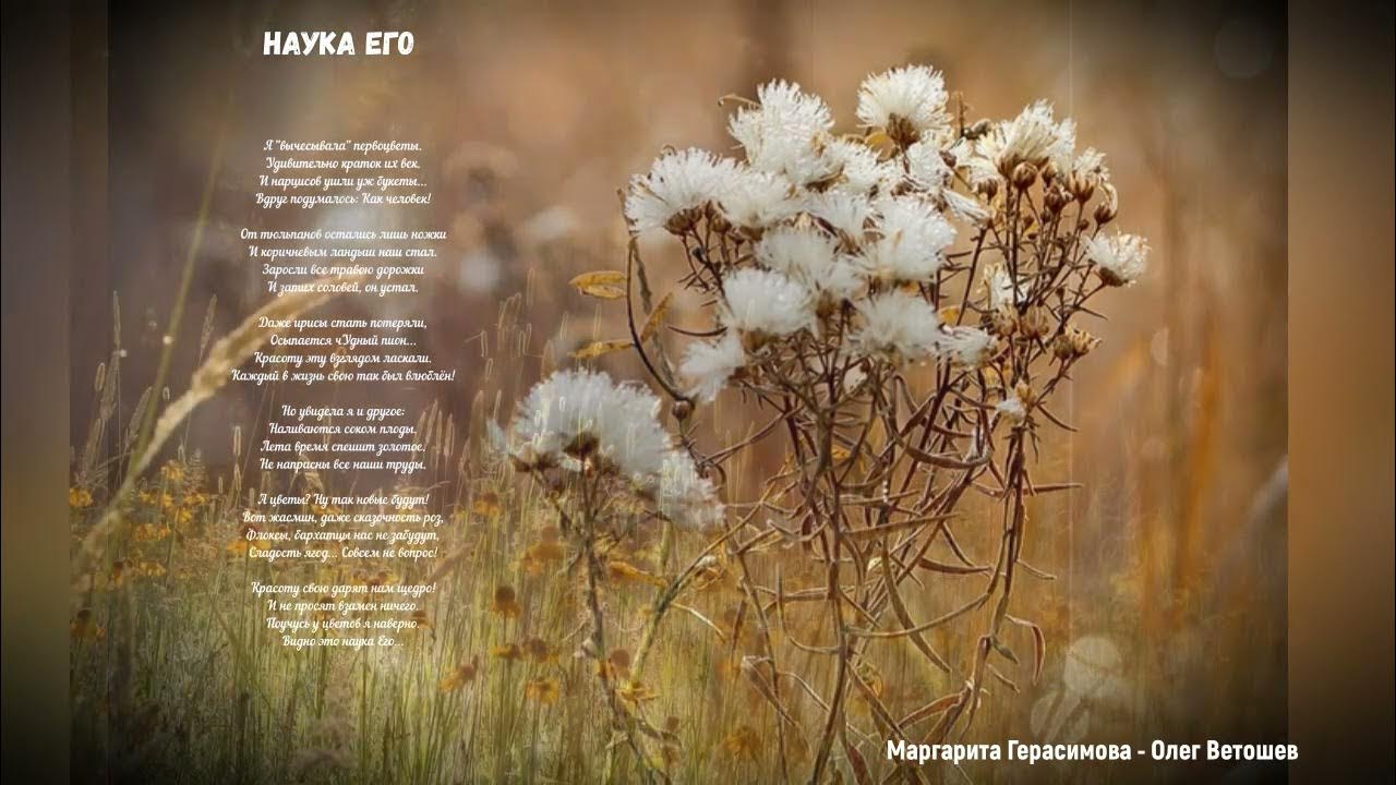 Травы поздней осенью. Высохли цветы. Сухая трава. Трава осенью. Осенние цветы.