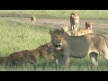 HOW THE MIGHTY LION PRIDE DOMINATES AND RULES THE SAVANNAH