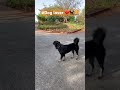 #Shorts#dogshorts : मुझे तो कुत्ते बहुत पसंद हैं 🐶❤️ | Cute Dog Love #YouTube short, viral video