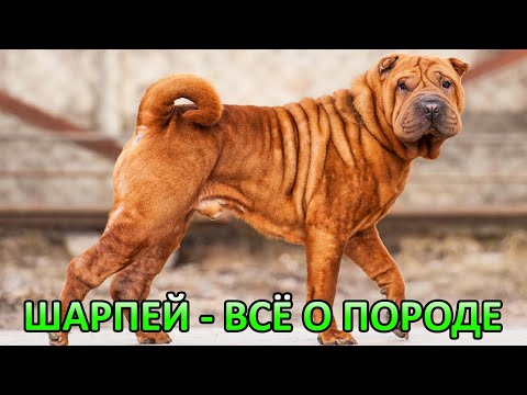 Шарпей - Всё о породе. Плюсы и минусы.