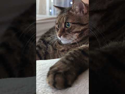 Белый носки 🙀😉🤔🤣 #cat #кот #юмор #котушка #приколы #цитаты #смех