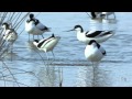 Avocette élégante (Recurvirostra avosetta) Pied Avocet