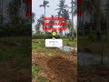 KONSISTEN TANAMAN PEPAYA CALIFORNIA #pepaya #shortsyoutube