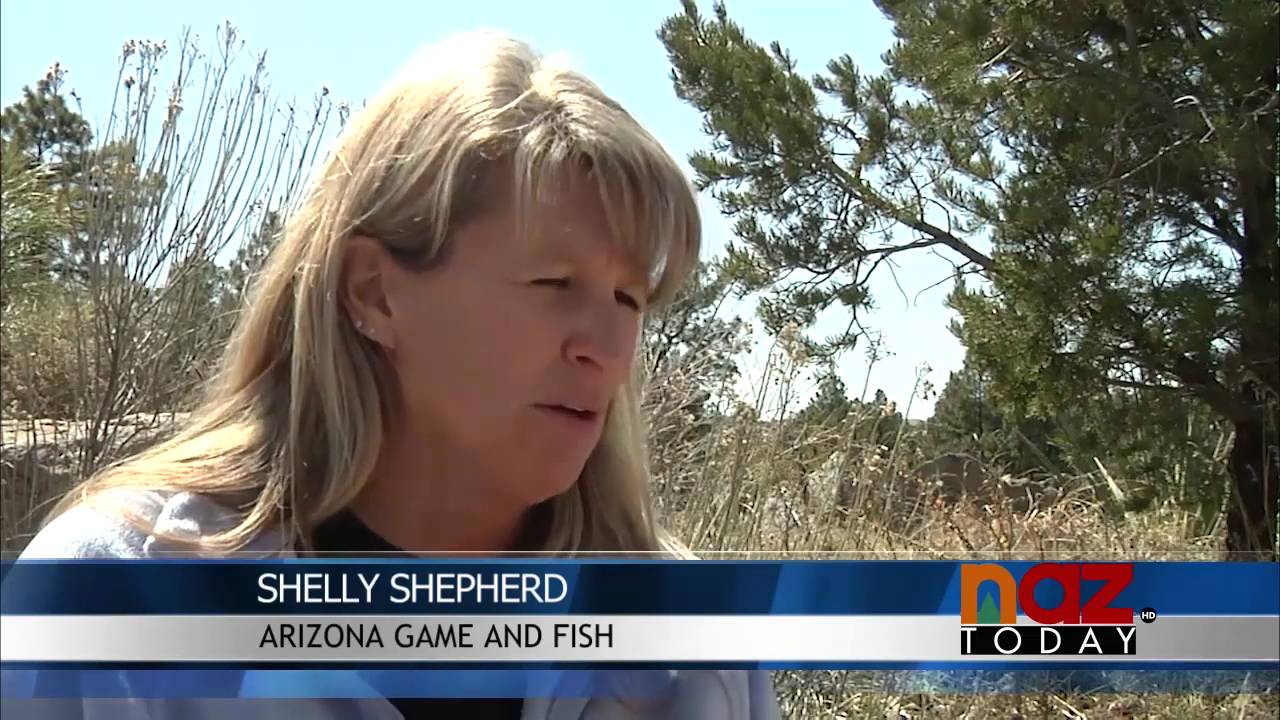 Bullfrogs found in Raymond Pond in Arizona