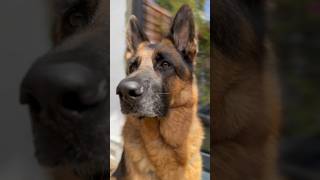 Be happy, get a dog !  #viral #germanshepherd #dog #gsd #trending #shorts #dogs #pets #funny
