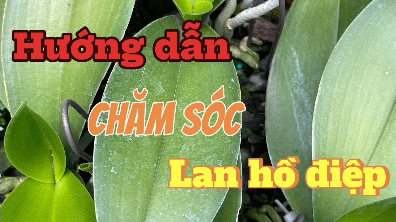 Cách chăm sóc lan hồ điệp thuần tự nhiên