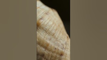 Fractal patterns, they are truly magical and beautiful shapes! #fractal #geometry #shapes #pattern