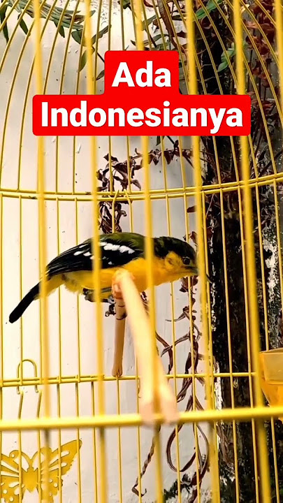Cipoh sumatra blangkon #viral #sirtugacor #shorts