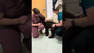 Moose Lauren s and Kayak s F1b Newfiedoodle pup doing his tricks for the staff at his vet s