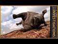 The Poachers Pipeline l Al Jazeera Investigations