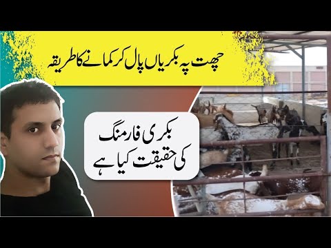 Rooftop Goat Farming / چھت پہ بکریاں پال کر کیسے کما سکتے ہیں