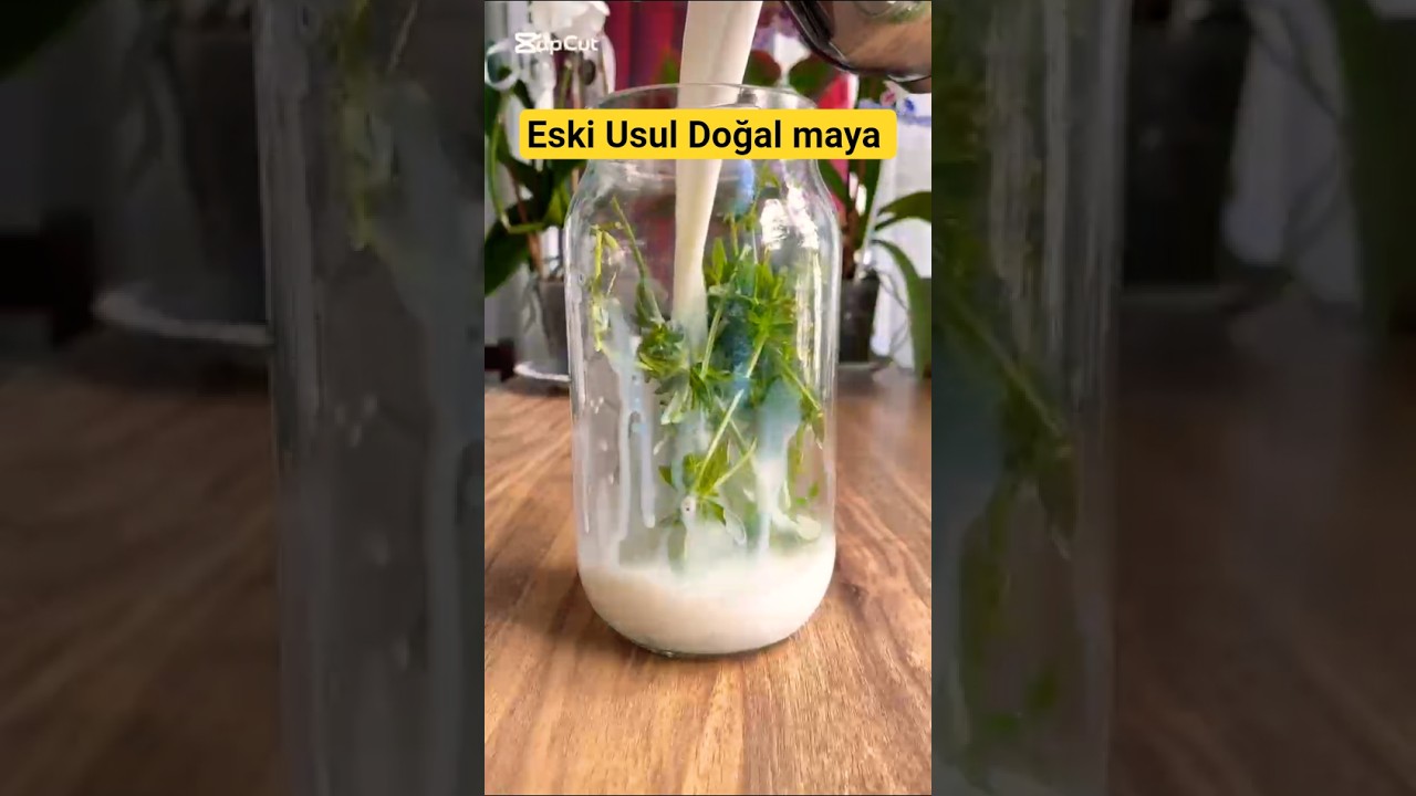 Eski Usul Yoğurt Mayalama Yöntemi!Yoğurt Otunun Bu Özelliğini Biliyor muydunuz?