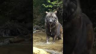 lobo gigante  Real ou fake ?  #lobo #lobos #wolf #puppy #viral #dog #brasil #dogshorts #deuséfiel