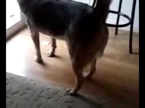Dog Whisperer Barking At Other Dogs Dog Whisperer Barking At Other Dogs