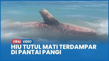 Penampakan Hiu Tutul Sepanjang 5 Meter Mati Terdampar di Pantai Pangi