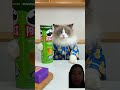 Meomeo #shorts #catmeomew#cat#pets