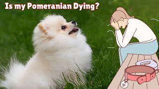 10 Mistakes That Shorten Your Pomeranian Life