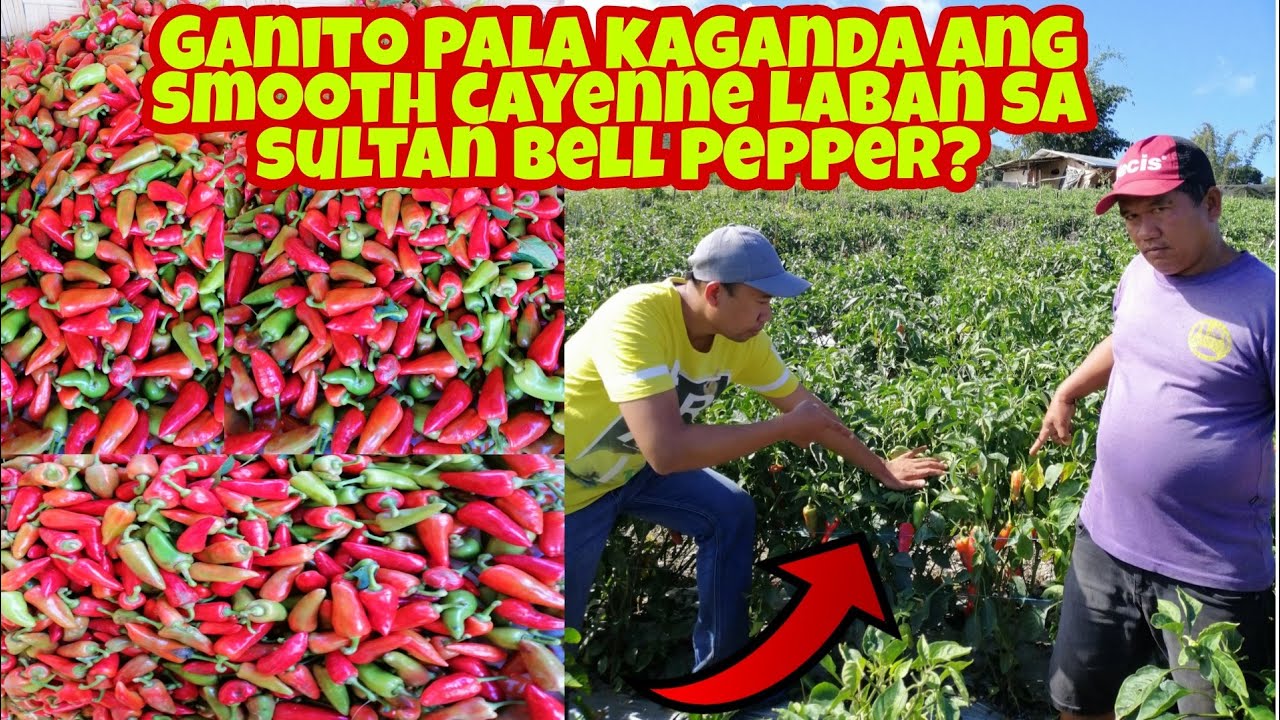 Bakit mas Maganda itanim ang Smooth Cayenne kaysa Sultan na Atsal?