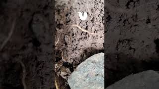 Life in the mud. Mud worm. weird species. it&#39;s in mud still it is white. Nature&#39;s little recycler.