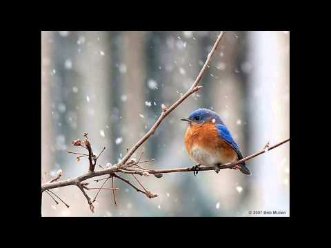 محمد منير  حريه