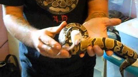 Pythons A.D: in Hand Feeding Frenzy
