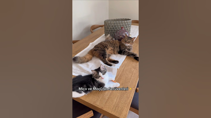 ikinci kedimi sahiplenmeye gidiyorum part5 🤩 #kedi #cat #satınalmasahiplen