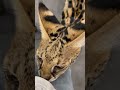 【おはようサーバルシリーズ㉖】