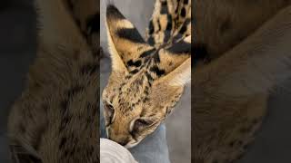 【おはようサーバルシリーズ㉖】