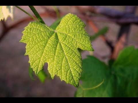 Video: Son yaprak hikayesinin konusu nedir?