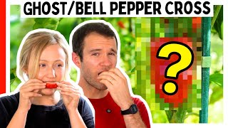 Ghost Pepper Bell Pepper What Could Go Wrong?