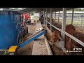 #เครื่องผสมอาหารTMRรุ่นติดตั้งสายพานลำเลียง#สำหรับรางอาหารที่ก่ออิฐสูง