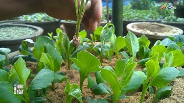 CÁCH TRỒNG HOA THƯỢC DƯỢC