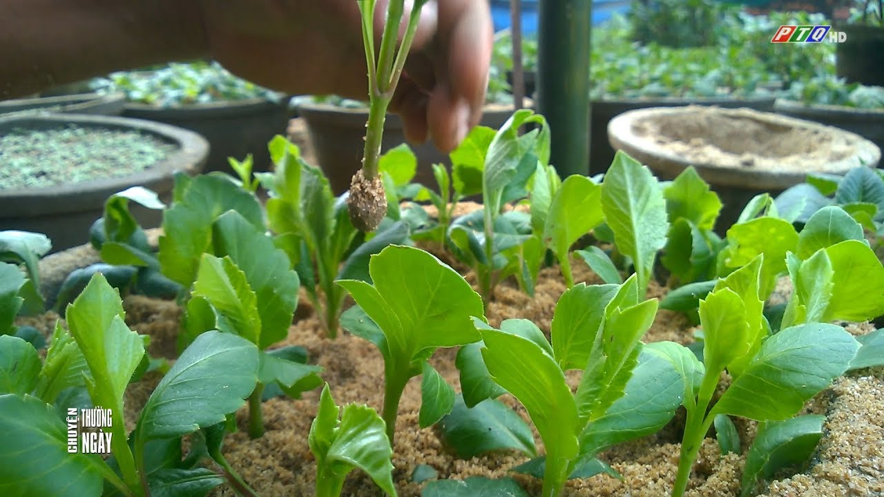 CÁCH TRỒNG HOA THƯỢC DƯỢC