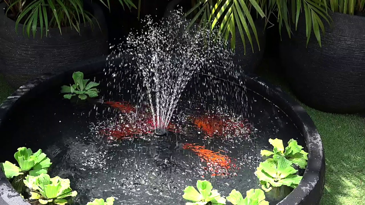 Fish Pond YouTube